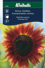 Solsikke "Evening Sun"